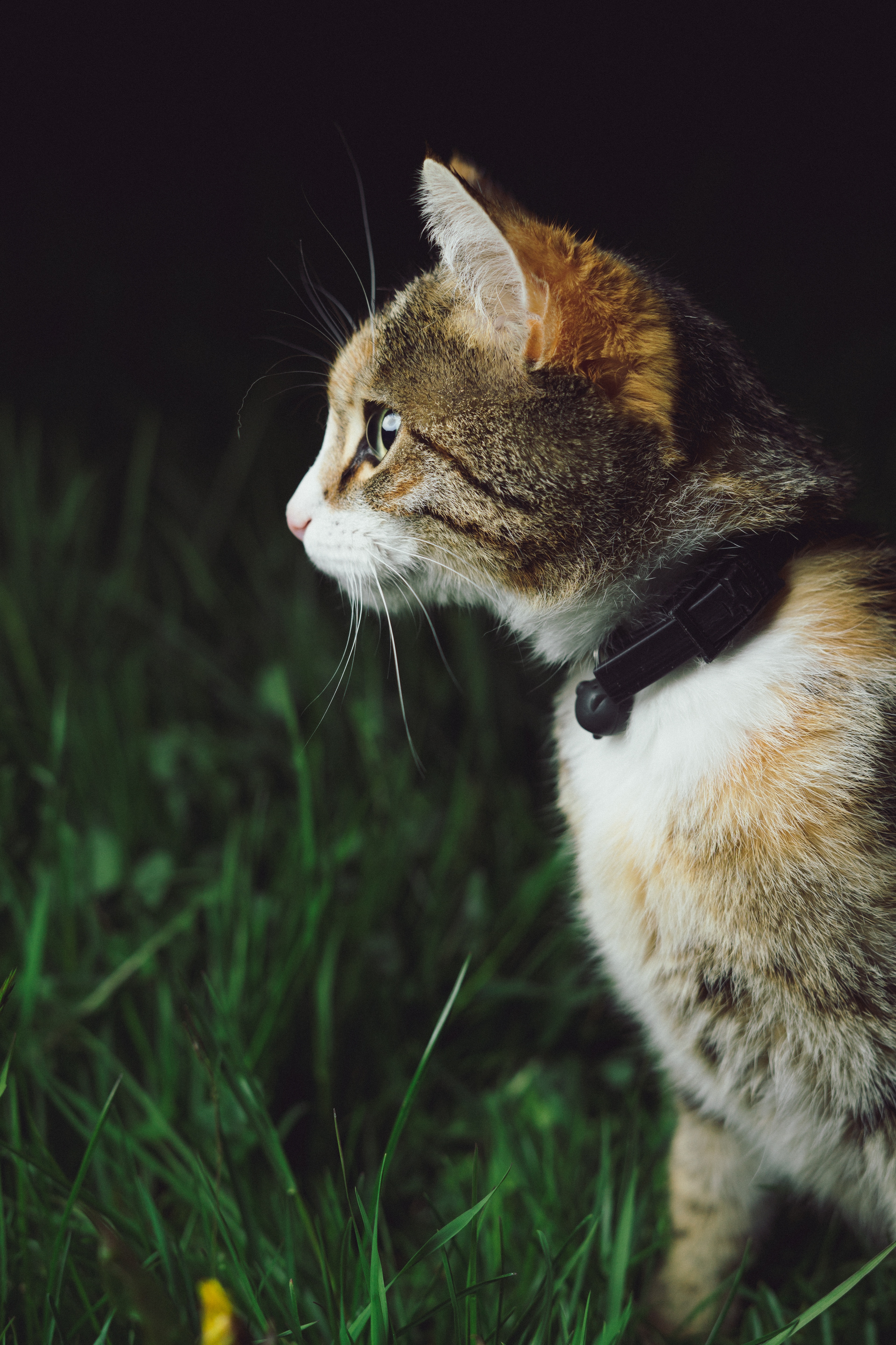 Młody kot w trawie. Posiada obrożę z dzwoneczkiem. Dzwoneczki są źródłem frustracji dla kotów, przeszkadzają im, a sama obroża na kocie wychodzącym może być powodem zawieszenia się na niej kota i uduszenia.